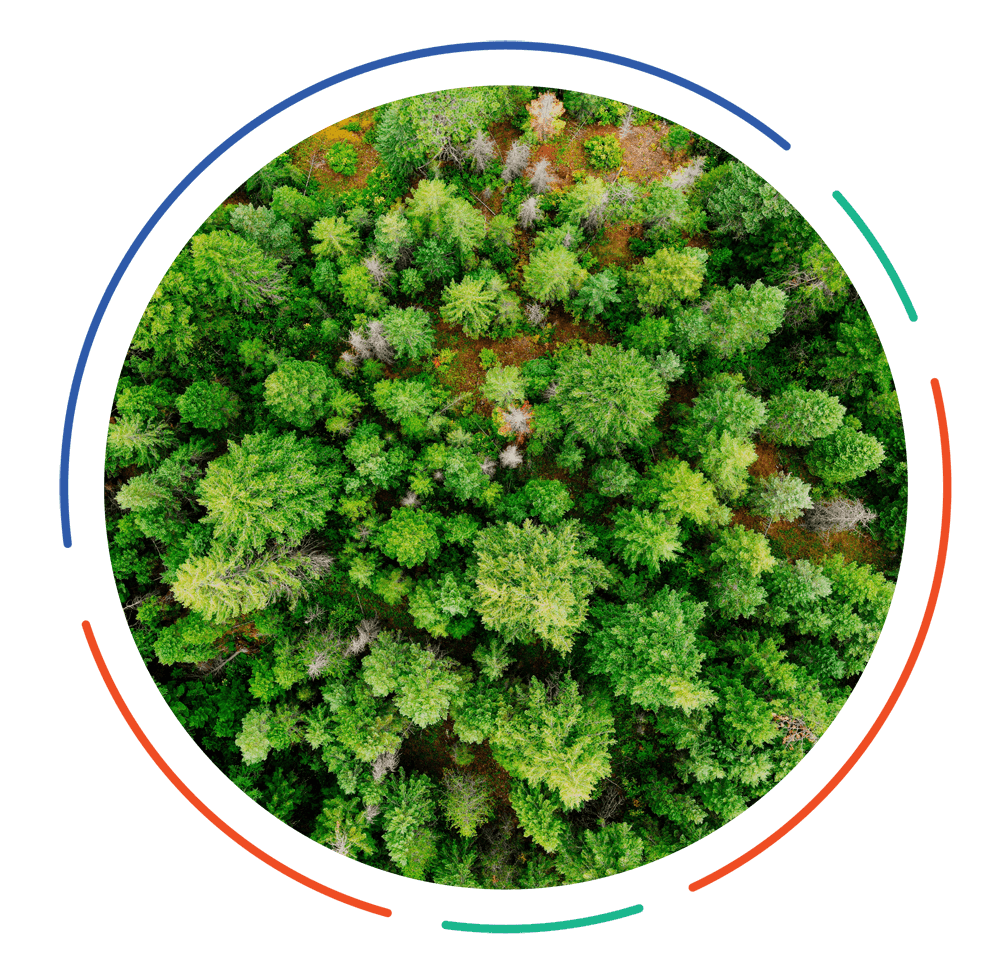360 circle shows green plant with flowers